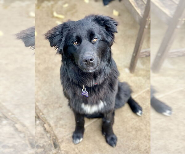 Medium Photo #3 Mutt Puppy For Sale in Newport Beach, CA, USA