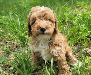 Poodle (Toy) Puppy for sale in TAMPA, FL, USA