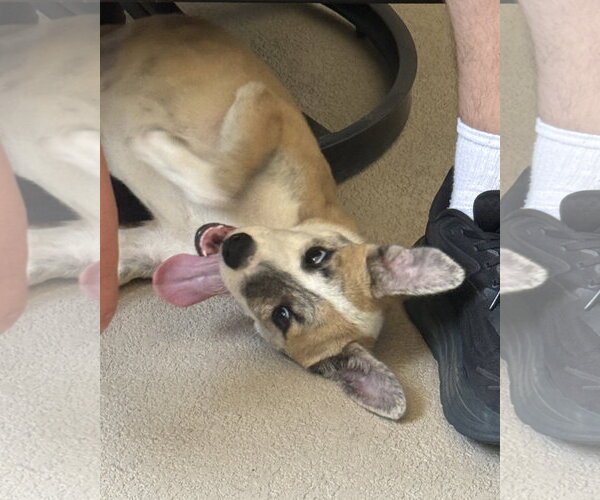 Medium Photo #4 Mutt Puppy For Sale in Corona, CA, USA