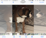 Small Photo #1 Boxer Puppy For Sale in LINESVILLE, PA, USA