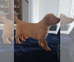 Small Photo #1 Golden Retriever Puppy For Sale in SESSER, IL, USA