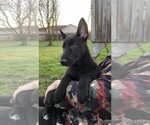 Small Photo #1 German Shepherd Dog Puppy For Sale in OSTRANDER, OH, USA