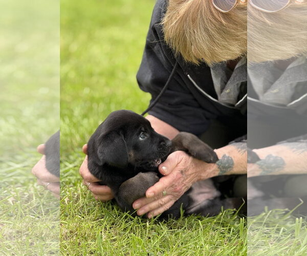 Medium Photo #2 Labrador Retriever-Unknown Mix Puppy For Sale in Stevens Point, WI, USA