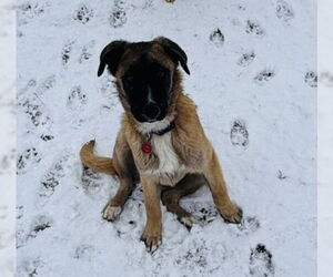 German Shepherd Dog Dogs for adoption in Seattle, WA, USA
