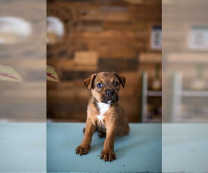 Mutt Dogs for adoption in Oakland Park , FL, USA