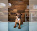Small Mutt
