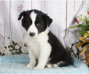 Border Collie Puppy for sale in PENNS CREEK, PA, USA