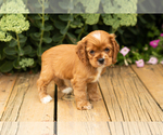 Small #24 Cocker Spaniel