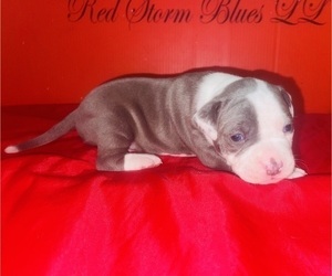 Medium American Pit Bull Terrier