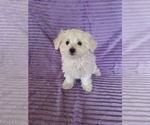 Small #1 Maltese