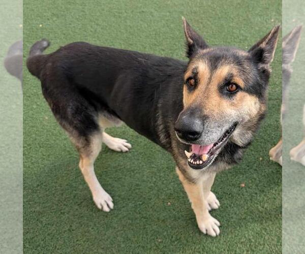 Medium Photo #19 German Shepherd Dog-Unknown Mix Puppy For Sale in Rockwall, TX, USA