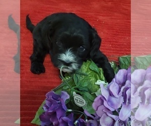 Cavapoo Puppy for Sale in JACKSON, Tennessee USA