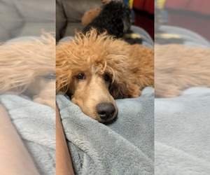 Father of the Poodle (Miniature) puppies born on 06/02/2026