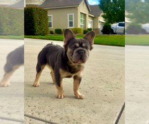 Father of the French Bulldog puppies born on 04/26/2025