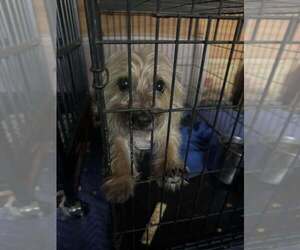 Mutt Dogs for adoption in New York, NY, USA