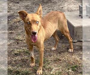 Siberian Husky-Unknown Mix Dogs for adoption in Conroe, TX, USA