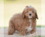 Small Photo #121 Goldendoodle (Miniature) Puppy For Sale in WARSAW, IN, USA