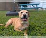 Small #1 Beagle Mix