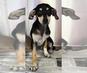 Chihuahua Dogs for adoption in San Antonio, TX, USA