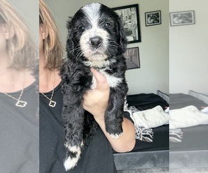 Bernedoodle Puppy for sale in BELMONT, NC, USA