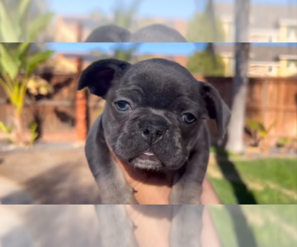 Full screen Photo #5 French Bulldog Puppy For Sale in BRENTWOOD, CA, USA