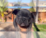 Small Photo #5 French Bulldog Puppy For Sale in BRENTWOOD, CA, USA