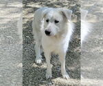 Small #10 Great Pyrenees