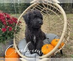 Small #2 Schnoodle (Miniature)