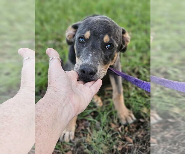 Medium Photo #8 Feist Terrier-Unknown Mix Puppy For Sale in Wakefield, RI, USA