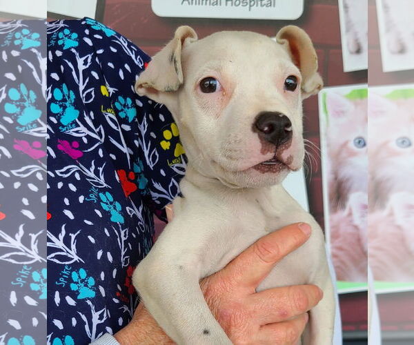 Medium Photo #3 Mutt Puppy For Sale in Royal Palm Beach, FL, USA