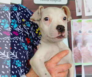 Floppy - Male Mutt Dog for Adoption - Photo #3