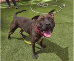 Small American Pit Bull Terrier Mix