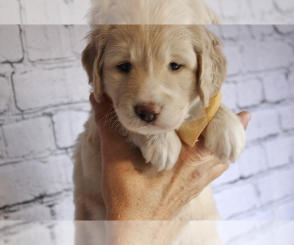 Medium Photo #8 Golden Mountain Doodle  Puppy For Sale in GREENEVILLE, TN, USA