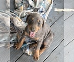 Small #2 Doberman Pinscher