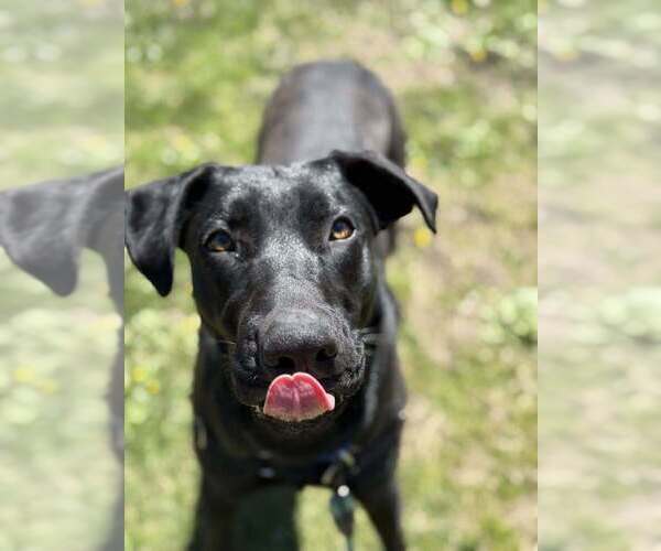Medium Photo #12 Great Dane-Unknown Mix Puppy For Sale in Elmsford, NY, USA
