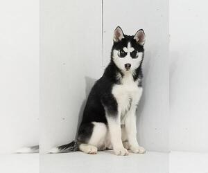 Siberian Husky Puppy for sale in KALAMAZOO, MI, USA