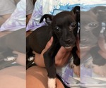 Small #1 Chihuahua Mix