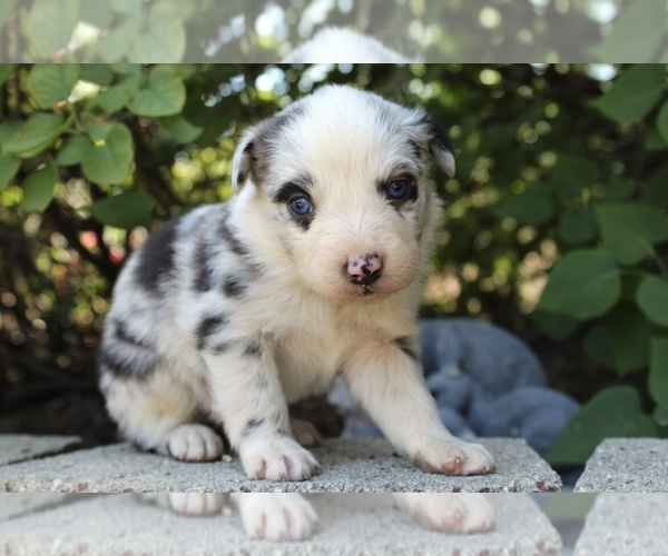 Medium Photo #15 Australian Shepherd Puppy For Sale in ACTON, CA, USA