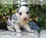 Small Photo #15 Australian Shepherd Puppy For Sale in ACTON, CA, USA