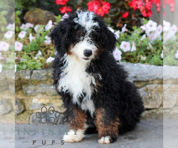 Medium Photo #1 Bernedoodle (Miniature) Puppy For Sale in LITITZ, PA, USA