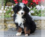 Small Bernedoodle (Miniature)