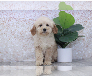 Goldendoodle (Miniature) Puppy for sale in MARIETTA, GA, USA