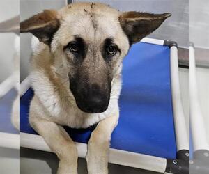 Gerberian Shepsky Dogs for adoption in Bakersfield, CA, USA