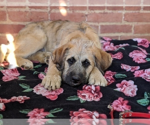 Medium Photo #2 Saint Berdoodle Puppy For Sale in PEACH BOTTOM, PA, USA