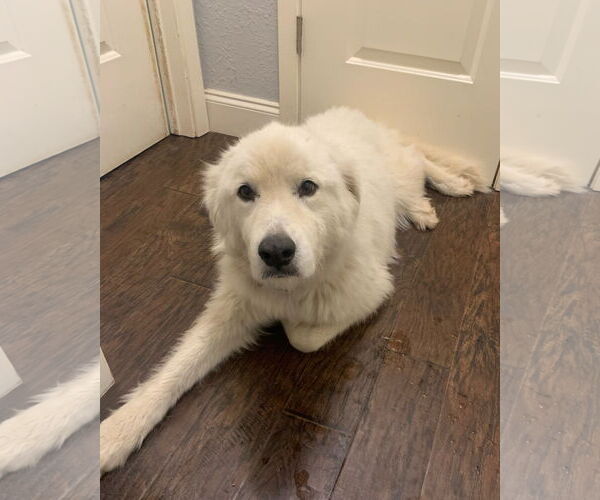 Medium Photo #6 Great Pyrenees Puppy For Sale in Dallas, TX, USA