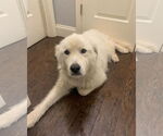 Small #5 Great Pyrenees