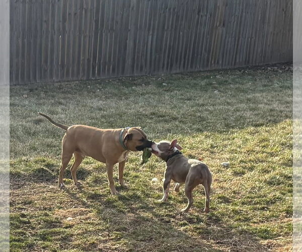 Medium Photo #6 American Pit Bull Terrier-Unknown Mix Puppy For Sale in Germantown, OH, USA