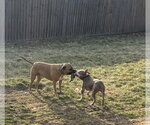 Small #5 American Pit Bull Terrier Mix