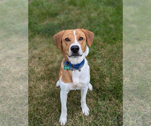 Medium Photo #6 Mutt Puppy For Sale in Roxboro, NC, USA