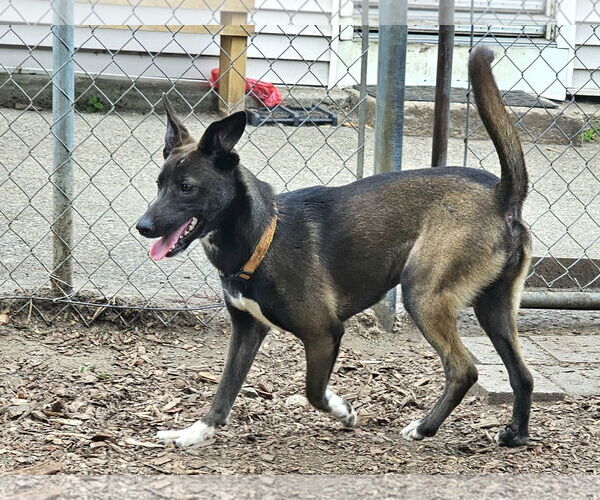 Medium Photo #6 Feist Terrier-Unknown Mix Puppy For Sale in Bloomingdale, NJ, USA